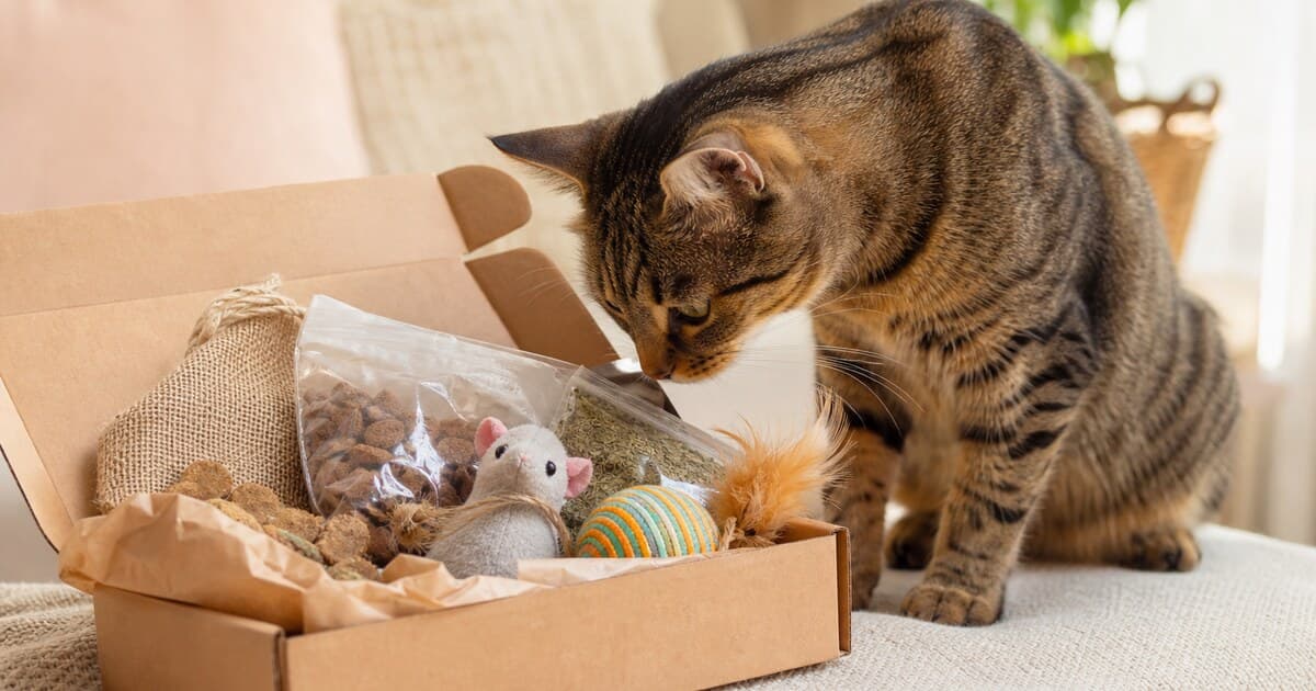 Изненада кутия за котка — ръководство за избор — снимка към статия в блога PetsHelp Box